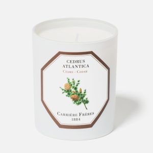 Cedar