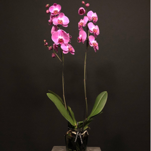 Orquídea 2 Rosa tallos en jarrón de cristal