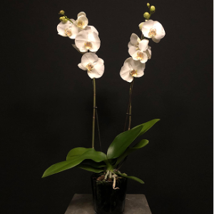 Orquídea Blanca 2 tallos en jarrón de cristal